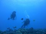 Hawaii Scuba divng 42