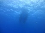 Hawaii Scuba divng 43