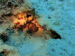 Hawaii Scuba divng 52