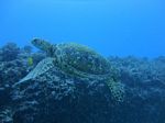 Hawaii Scuba divng 73