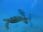 Hawaii Scuba divng 74