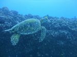 Hawaii Scuba divng 77