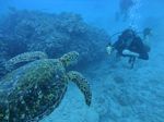 Hawaii Scuba divng 78