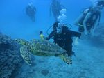 Hawaii Scuba divng 79