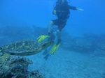 Hawaii Scuba divng 80