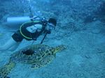 Hawaii Scuba divng 81