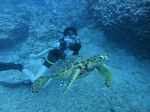 Hawaii Scuba divng 82