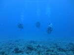 Hawaii Scuba divng 93