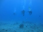 Hawaii Scuba divng 97