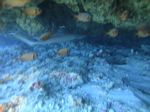 Hawaii Scuba divng 10