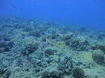 Hawaii Scuba divng 12