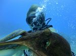 Hawaii Scuba divng 41