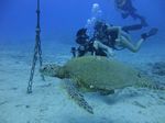 Hawaii Scuba divng 52