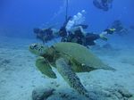 Hawaii Scuba divng 53