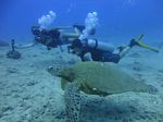 Hawaii Scuba divng 56