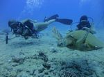 Hawaii Scuba divng 56