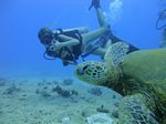 Hawaii Scuba divng 57