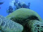 Hawaii Scuba divng 58