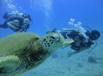 Hawaii Scuba divng 60