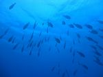Hawaii Scuba divng 66