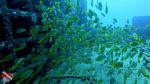Oahu scuba 24