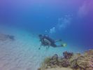 Hawaii Scuba divng 14