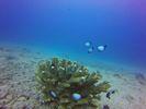 Hawaii Scuba divng 42