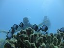 Hawaii Scuba divng 17