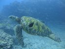 Hawaii Scuba divng 48