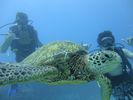 Hawaii Scuba divng 52