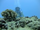 Hawaii Scuba divng 62