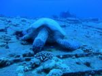 Hawaii Scuba divng 20