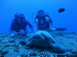 Hawaii Scuba divng 21