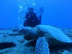 Hawaii Scuba divng 40