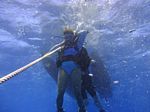 Hawaii Scuba divng 49