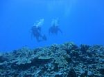 Hawaii Scuba divng 69