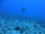 Hawaii Scuba divng 92