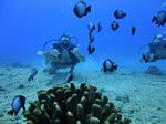 Hawaii Scuba divng 21