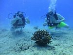 Hawaii Scuba divng 23