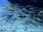 Hawaii Scuba divng 27