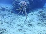 Hawaii Scuba divng 37