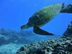 Hawaii Scuba divng 39