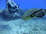 Hawaii Scuba divng 40