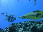 Hawaii Scuba divng 43