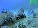 Hawaii Scuba divng 45