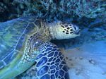 Hawaii Scuba divng 49