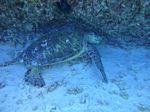 Hawaii Scuba divng 51