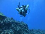 Hawaii Scuba divng 54