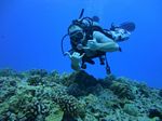 Hawaii Scuba divng 57