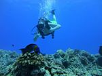 Hawaii Scuba divng 58